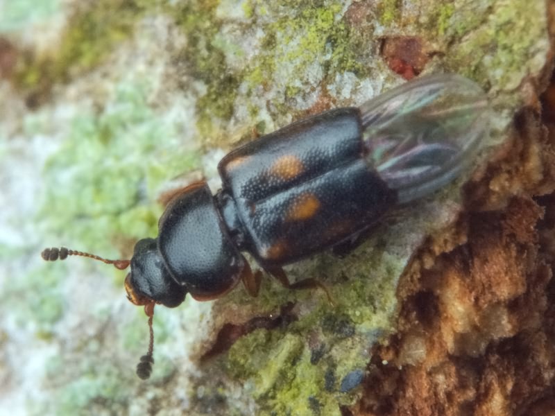 Carpophilus sexpustulatus (Fabricius, 1791)